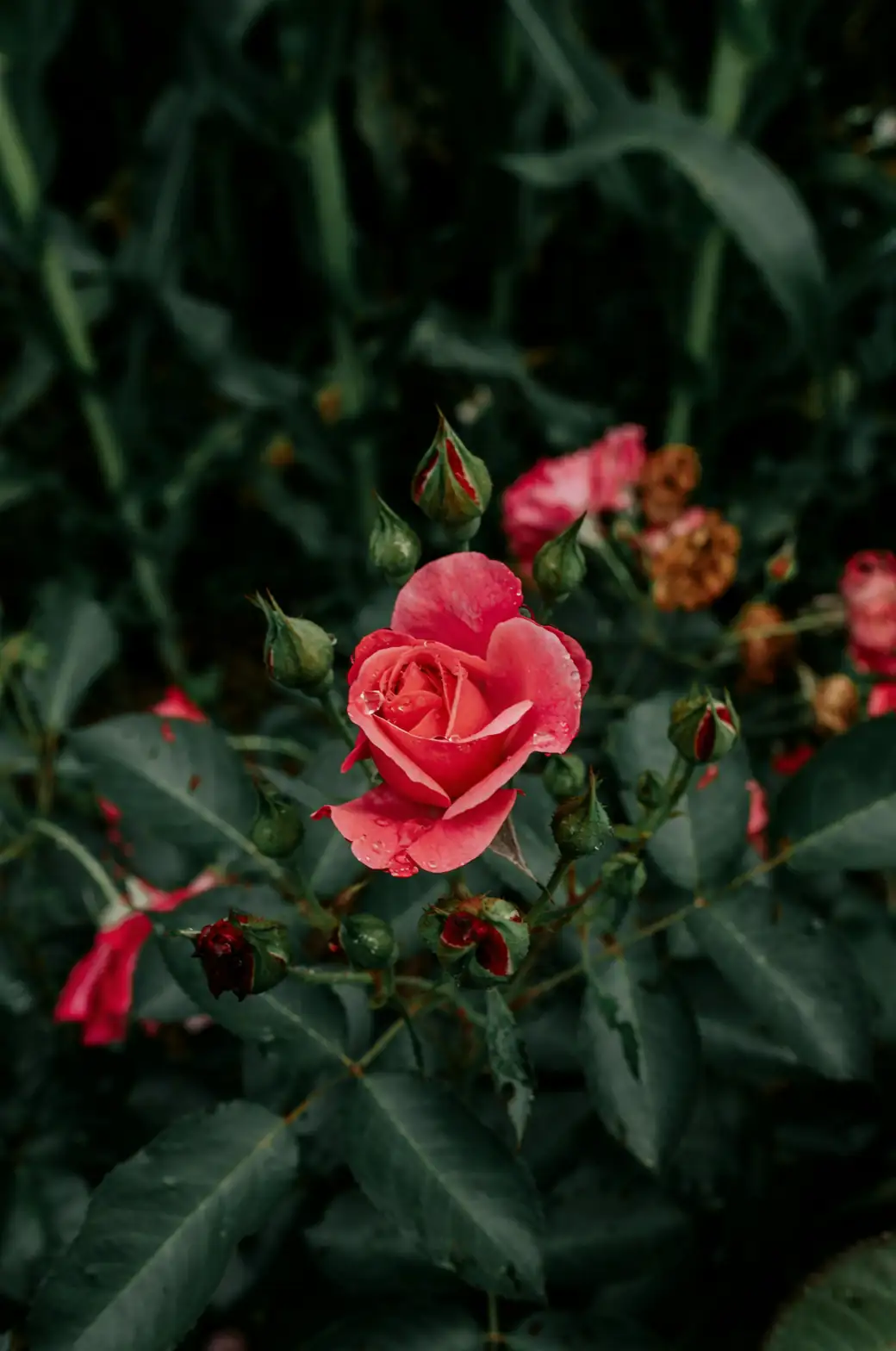 rugosa rose cuttings humidity dome