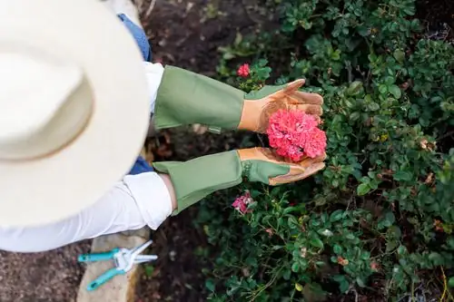 rosa rugosa petal harvesting gloves