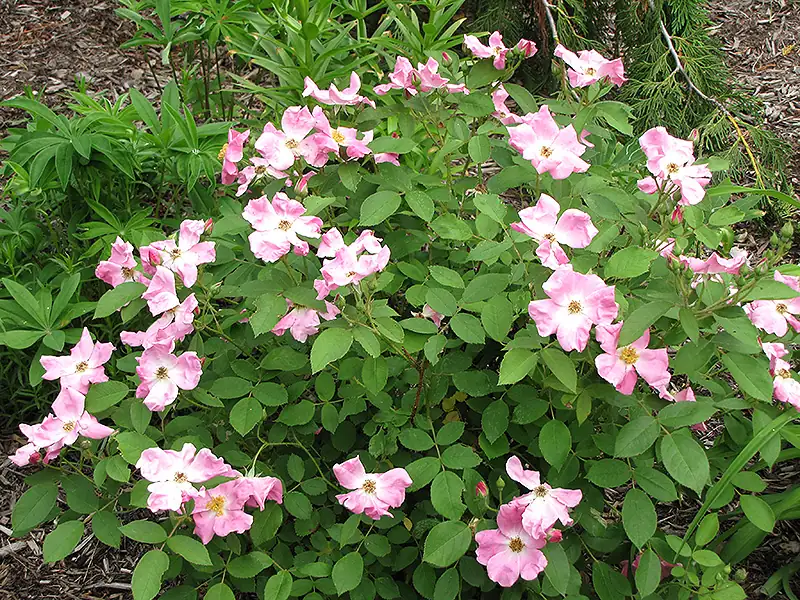 带刺的温柔守护：用玫瑰（Rosa rugosa）打造私密庭院与香气步道