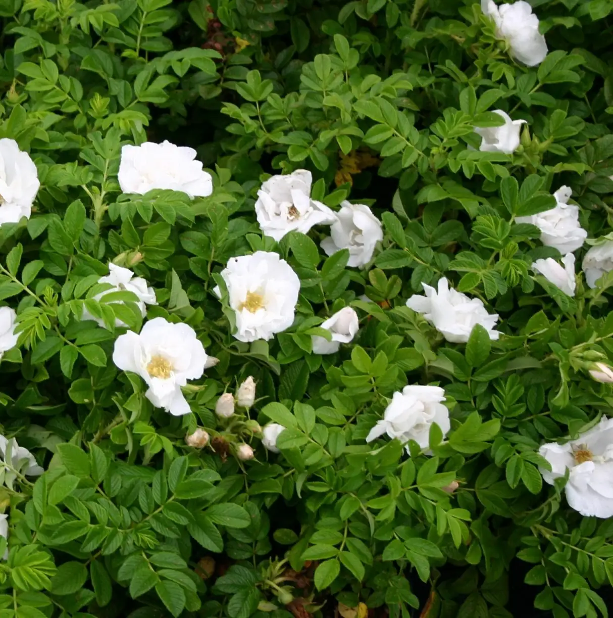 rugosa rose double row hedge path