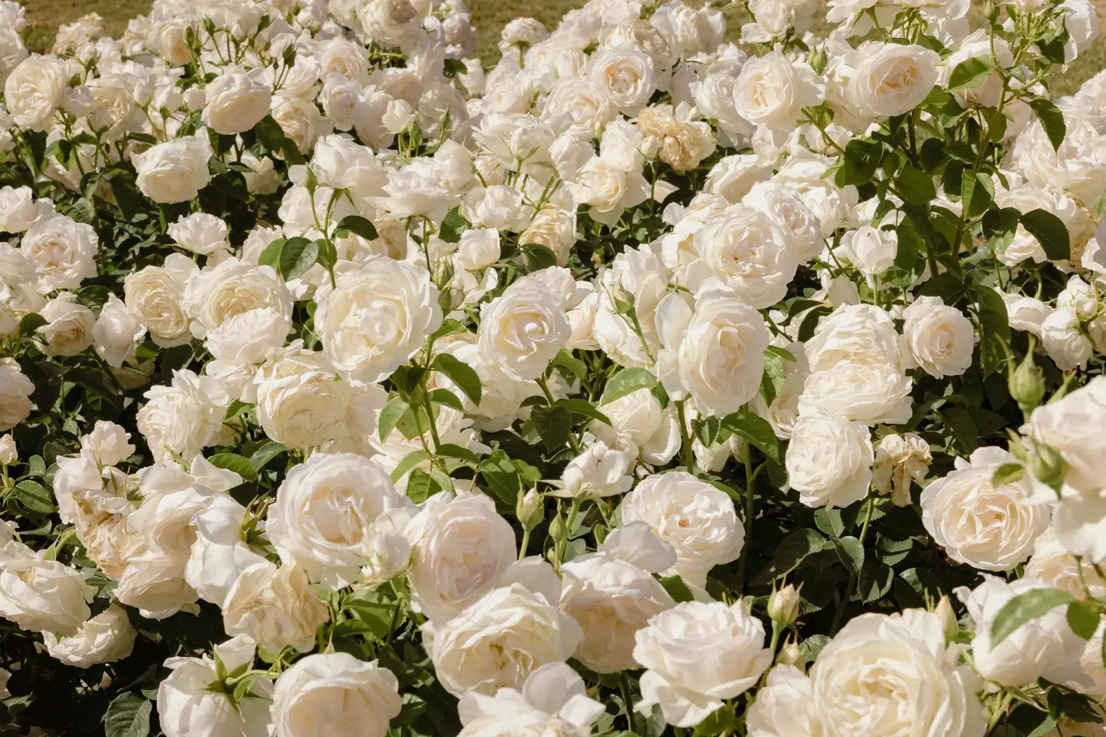 rugosa rose mixed border salvia thyme