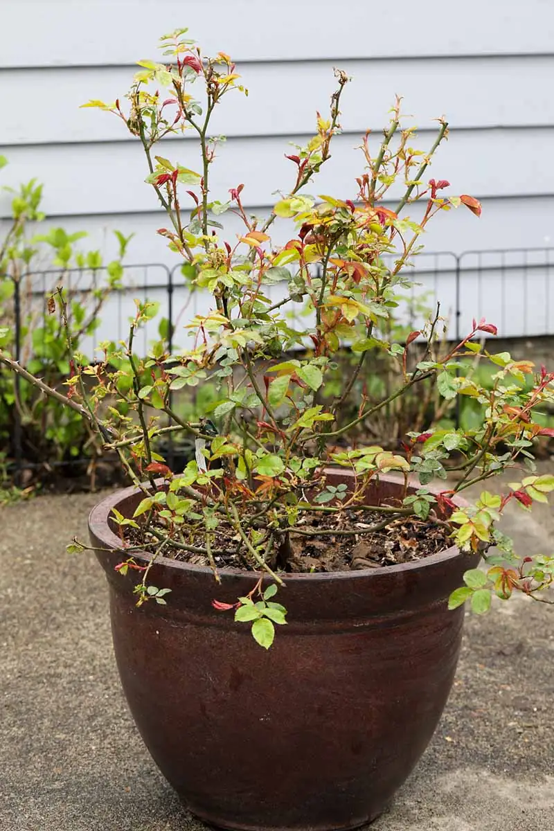 rugosa rose balcony container pot