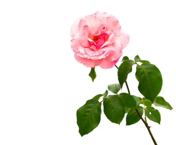 rose stem outward bud 45 degree cut