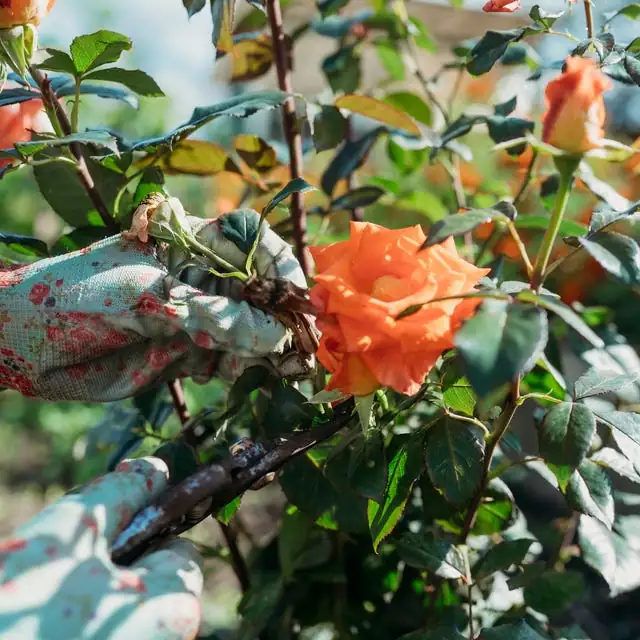 rose new shoots after pruning