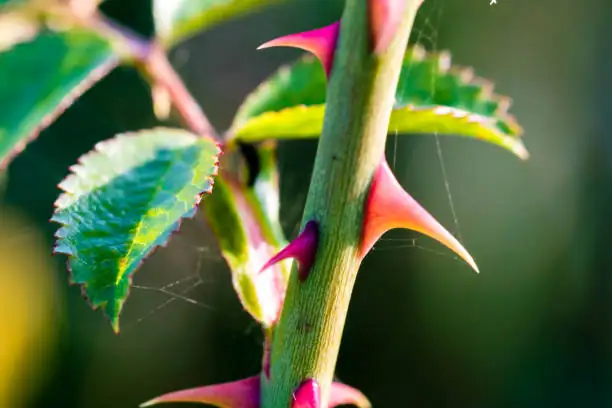 rugosa rose thorns leaf close-up
