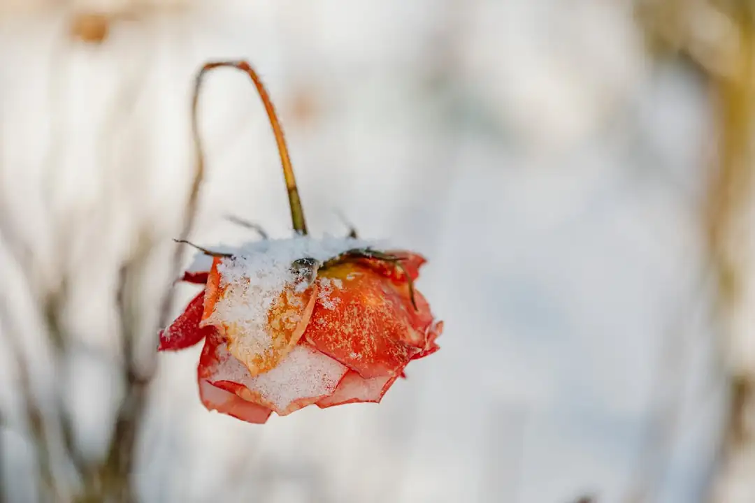 potted rugosa rose winter wrap