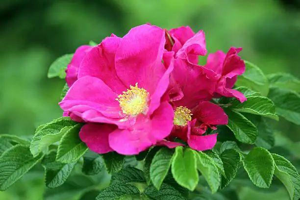 rugosa rose wrinkled leaf close-up
