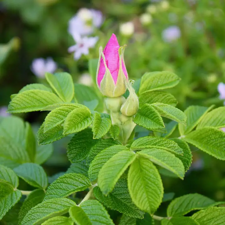 rugosa rose nursery pot inspection