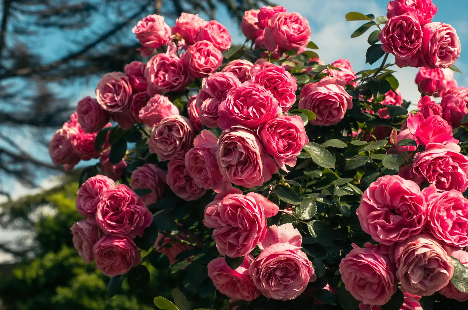 rugosa rose balcony full sun