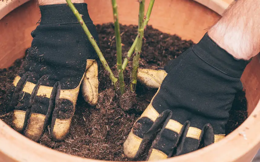 repotting rose terracotta pot hands