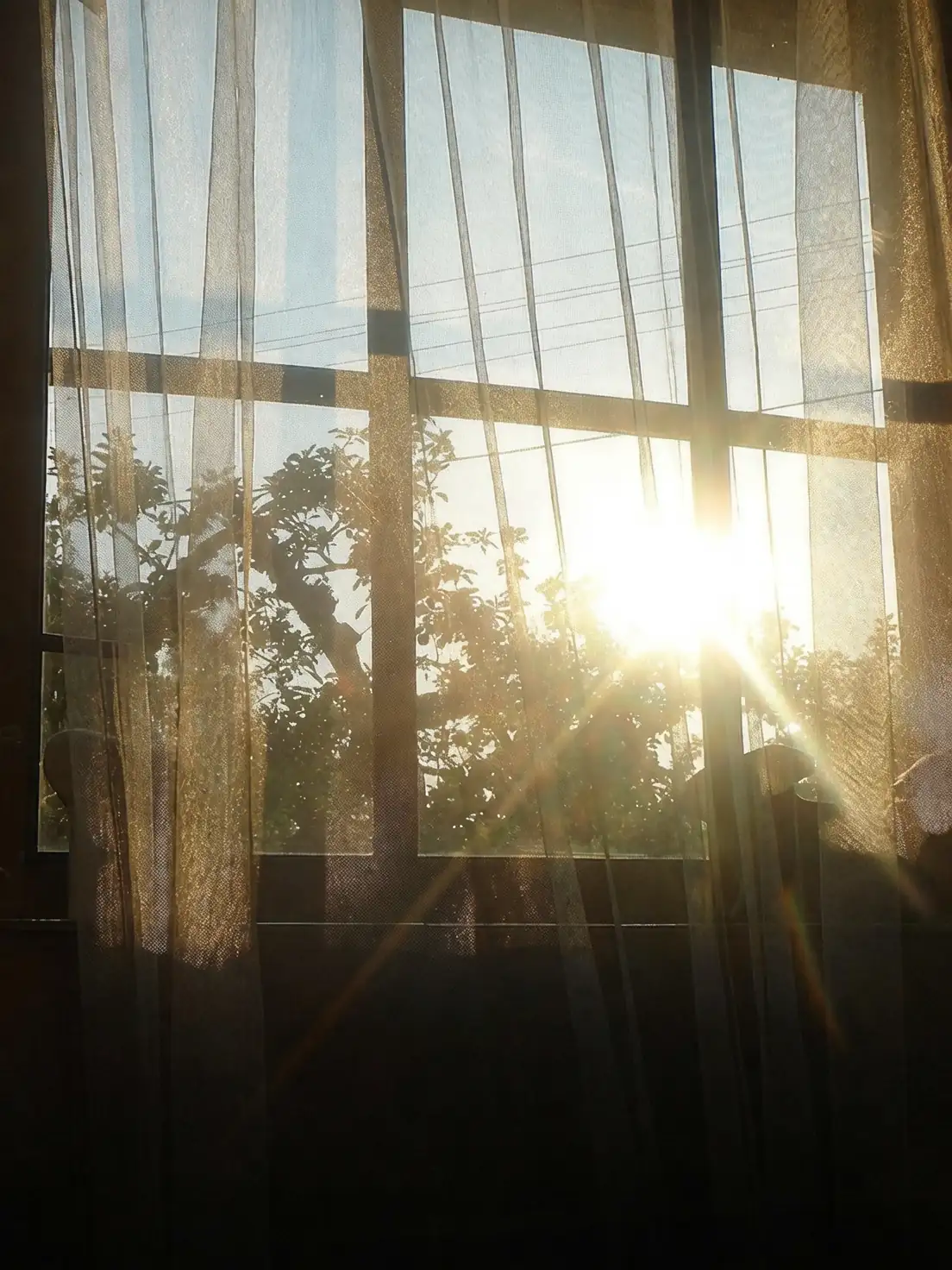 croton east window morning sun