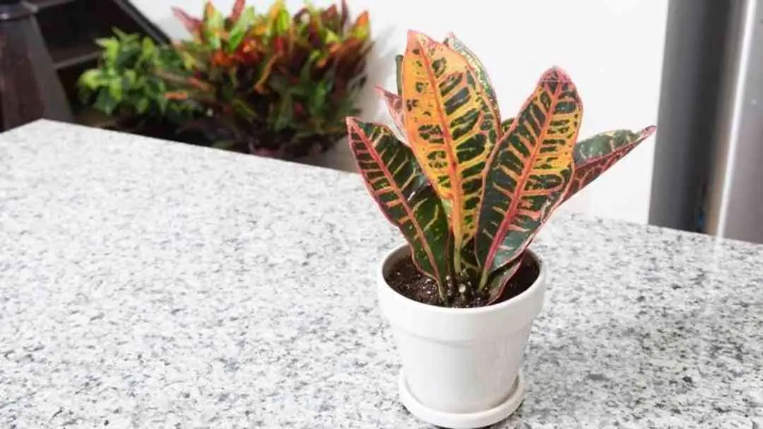 croton watering along pot rim