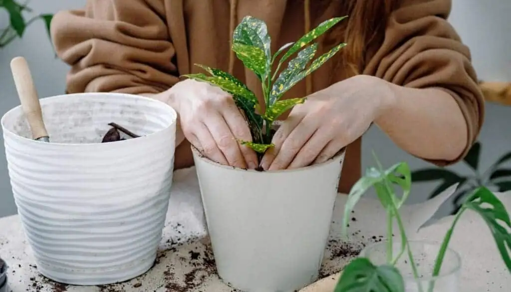 croton repotting hands soil mix