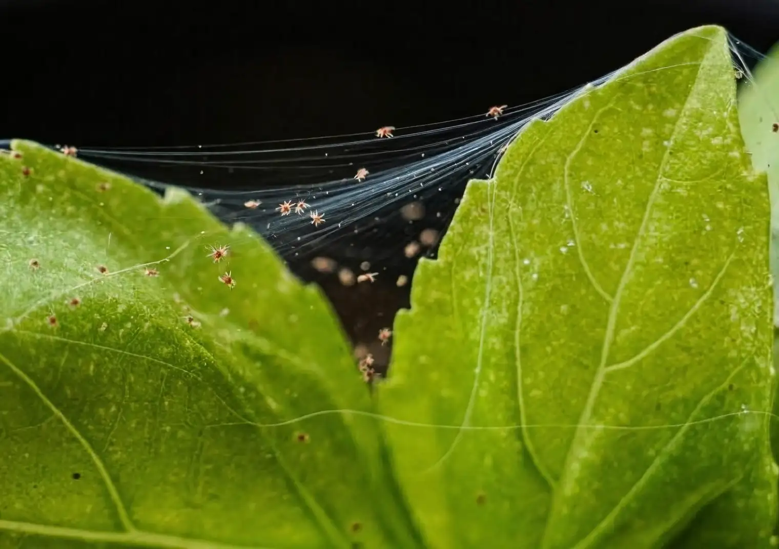 croton leaf spider mites macro