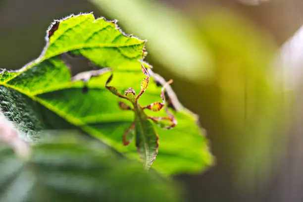 croton scale insects on stem