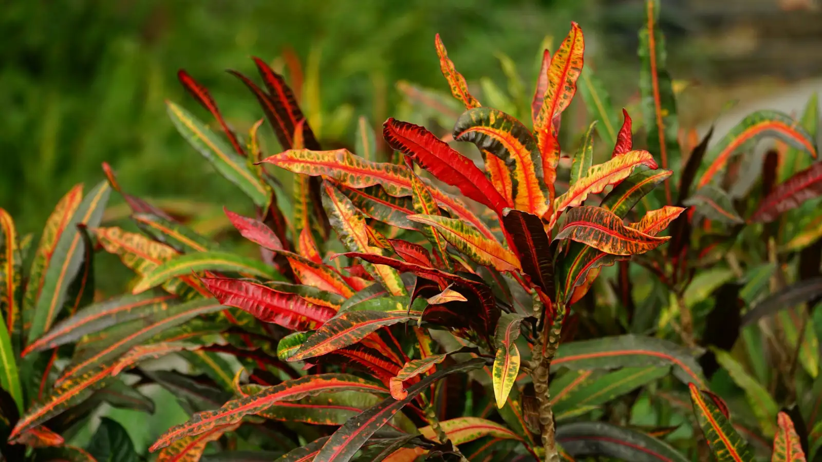 croton aphids on new growth
