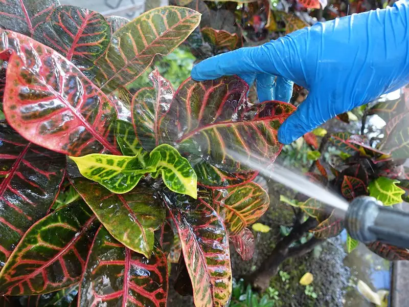 croton leaf underside spraying oil