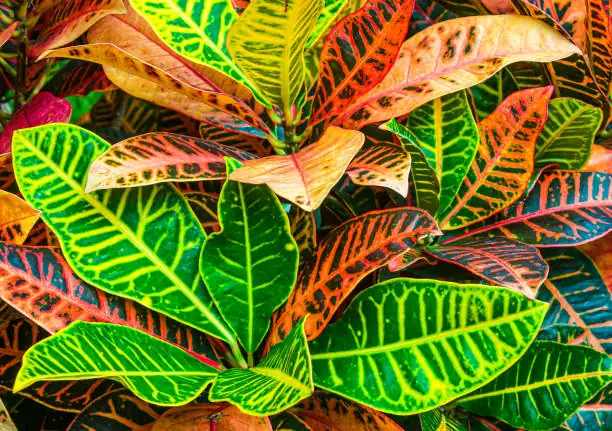 croton variegated leaf macro
