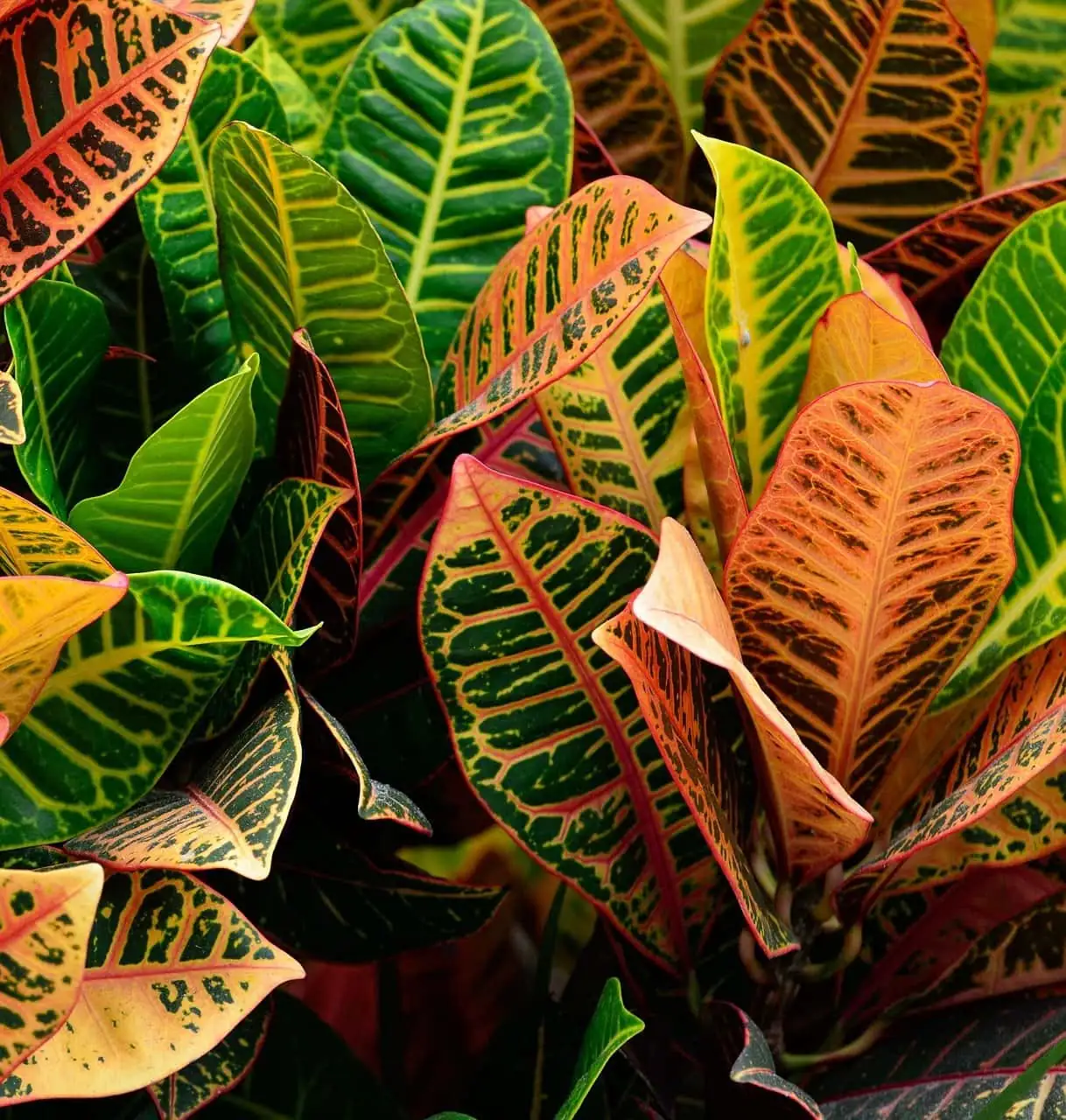 croton leaf shapes variety
