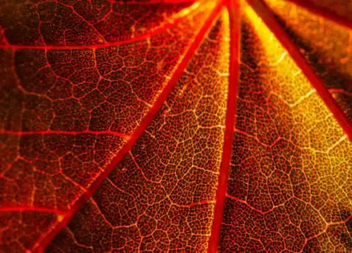 croton leaf close-up red veins