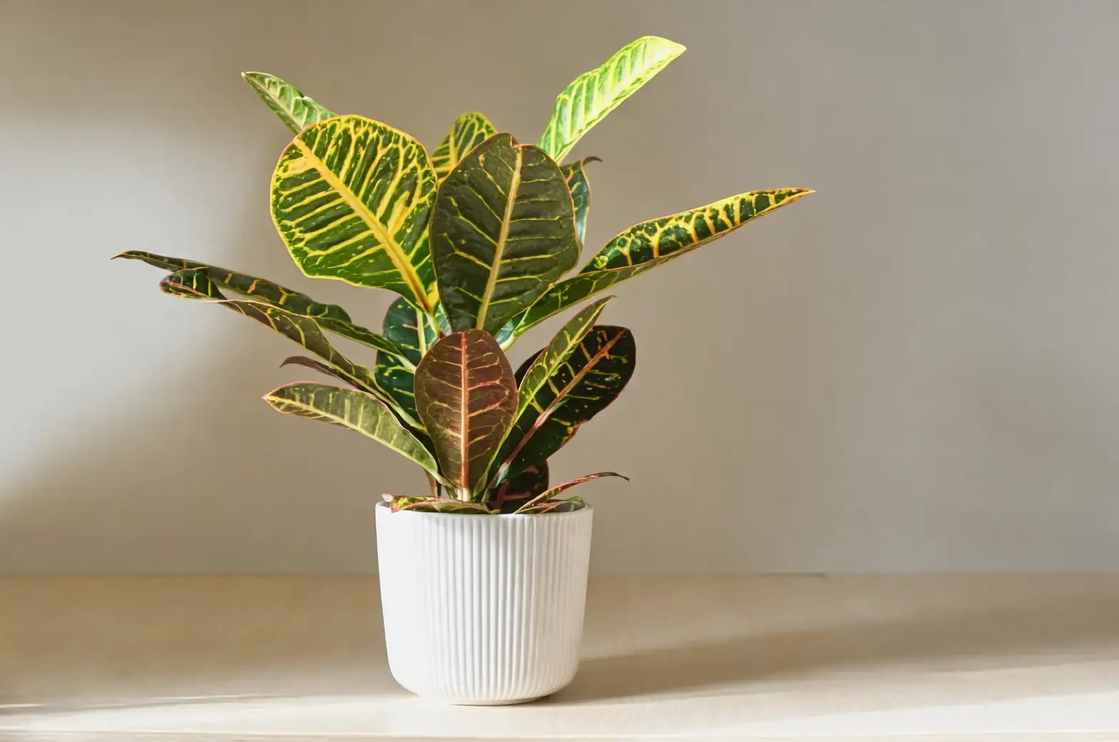 croton blue wall brass planter