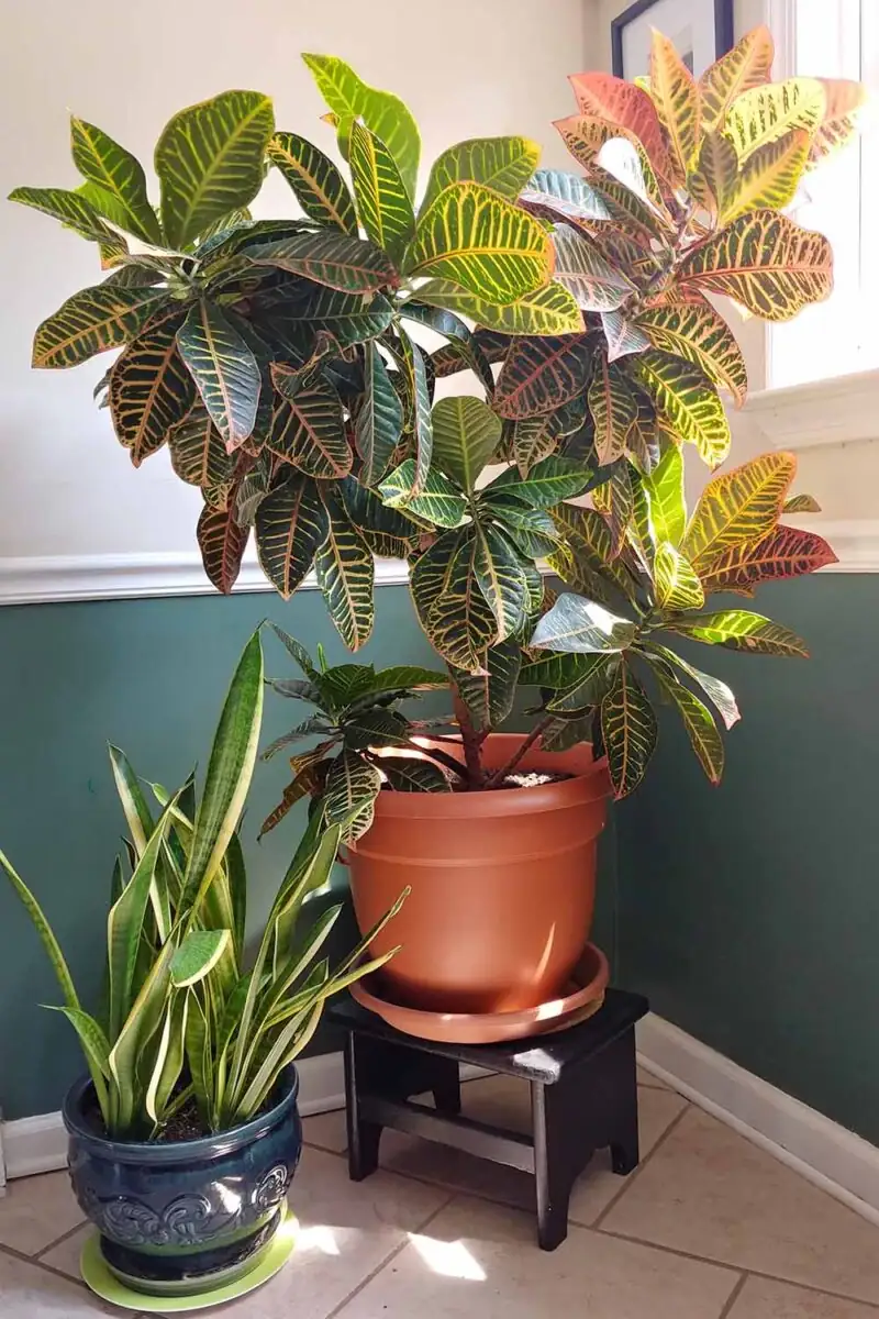 croton with snake plant ferns