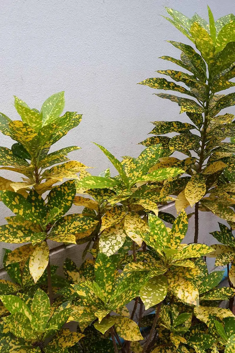 croton cutting white roots close-up