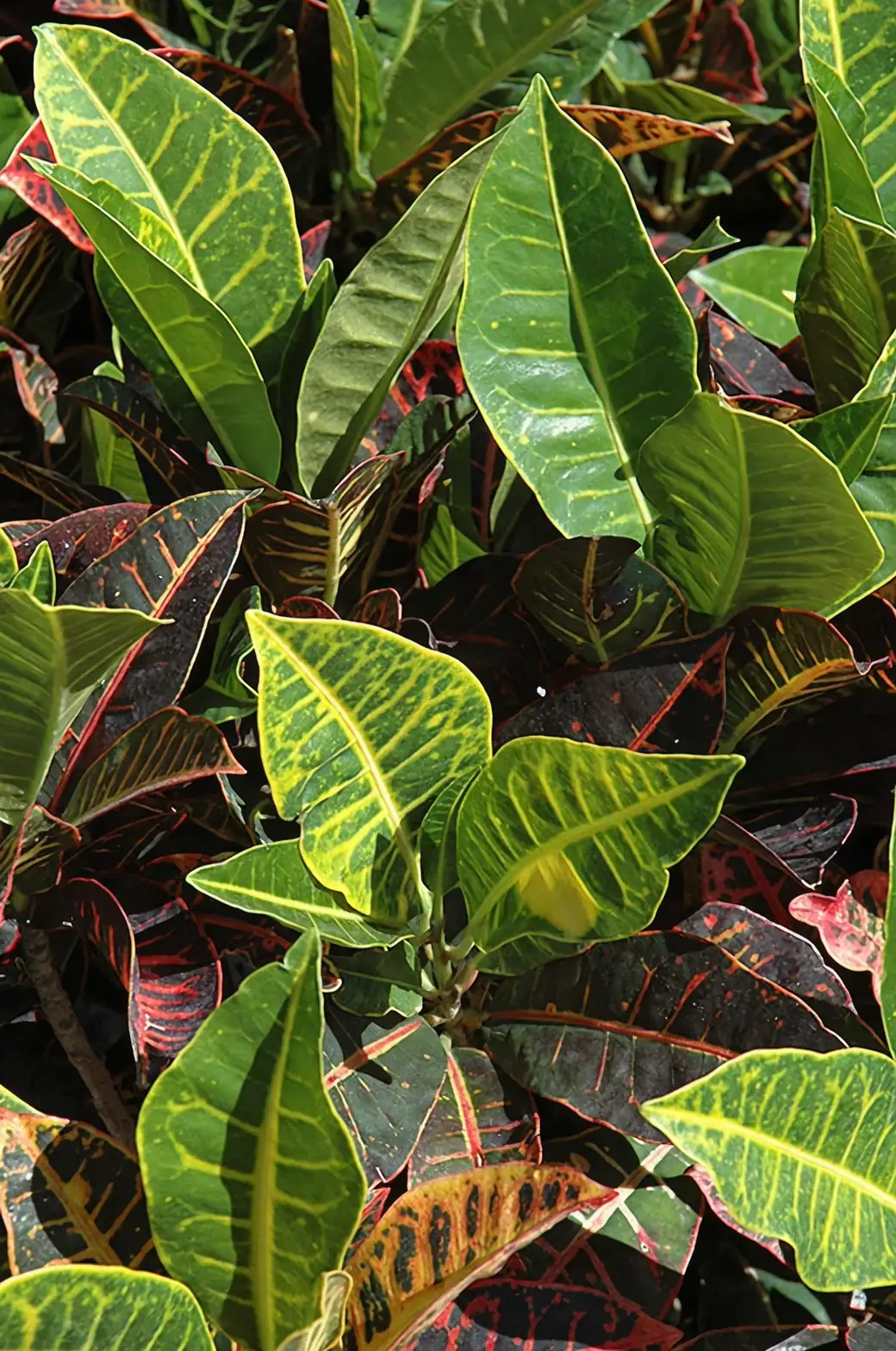 croton variegated leaves close-up