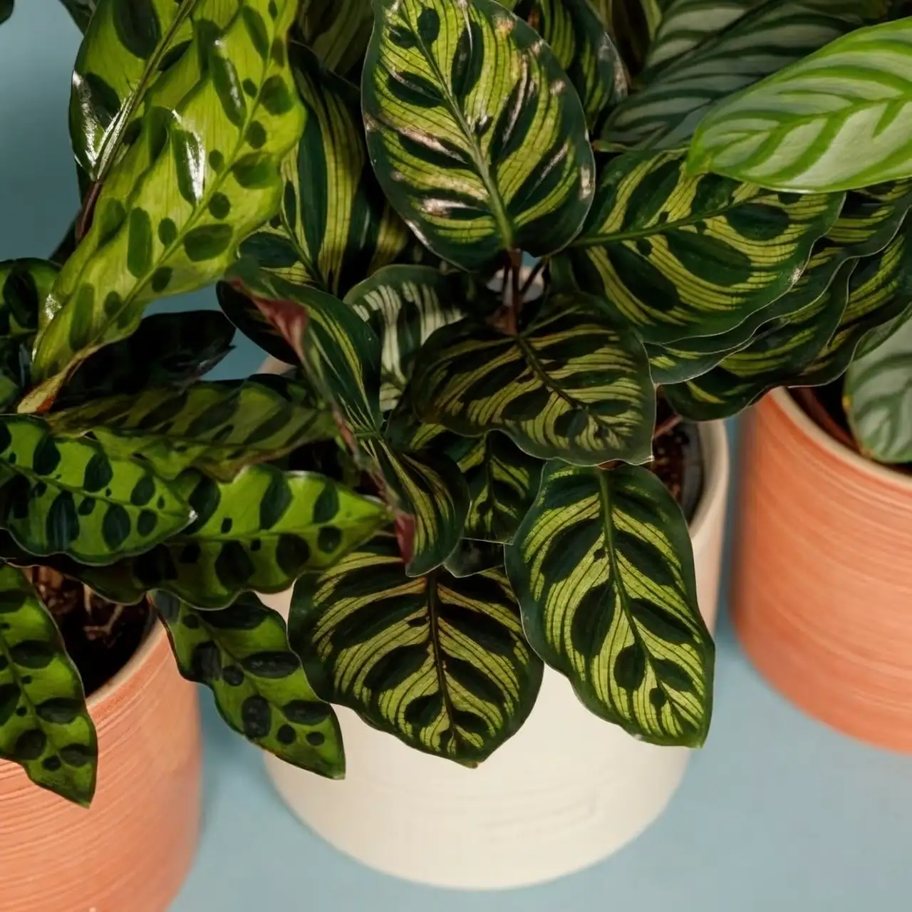 croton bathroom high humidity setup