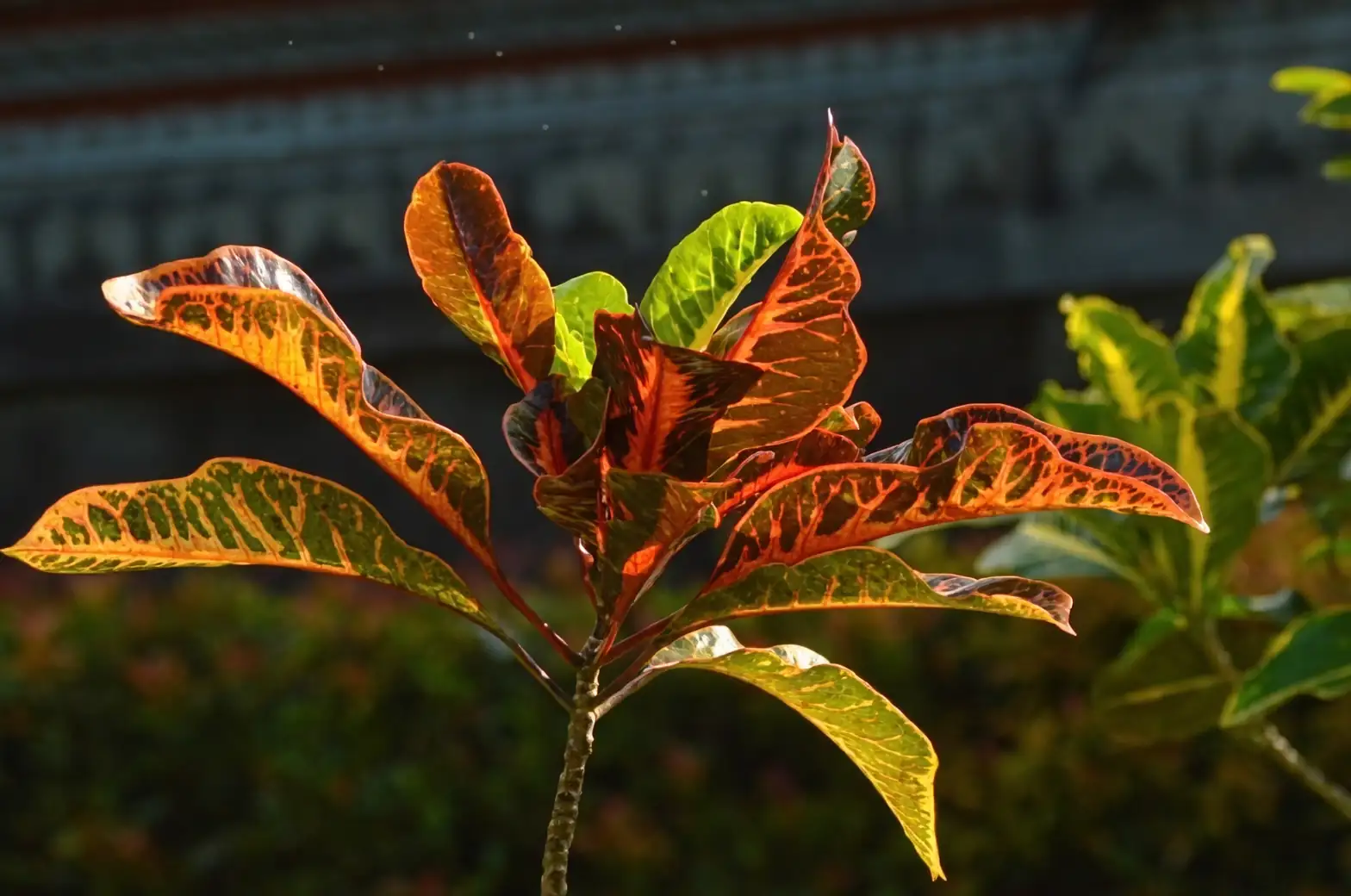 croton white sap close-up