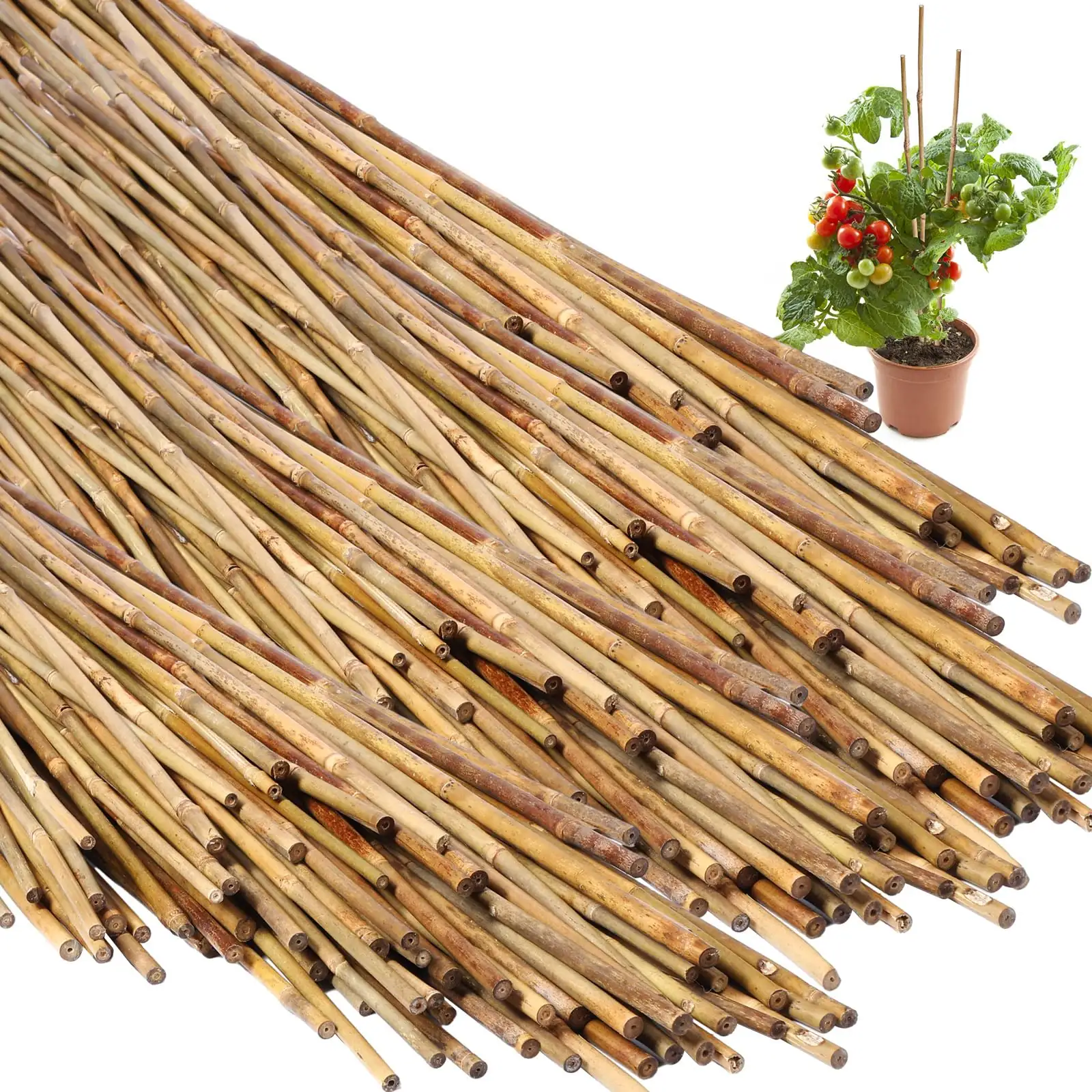 croton bamboo stake support