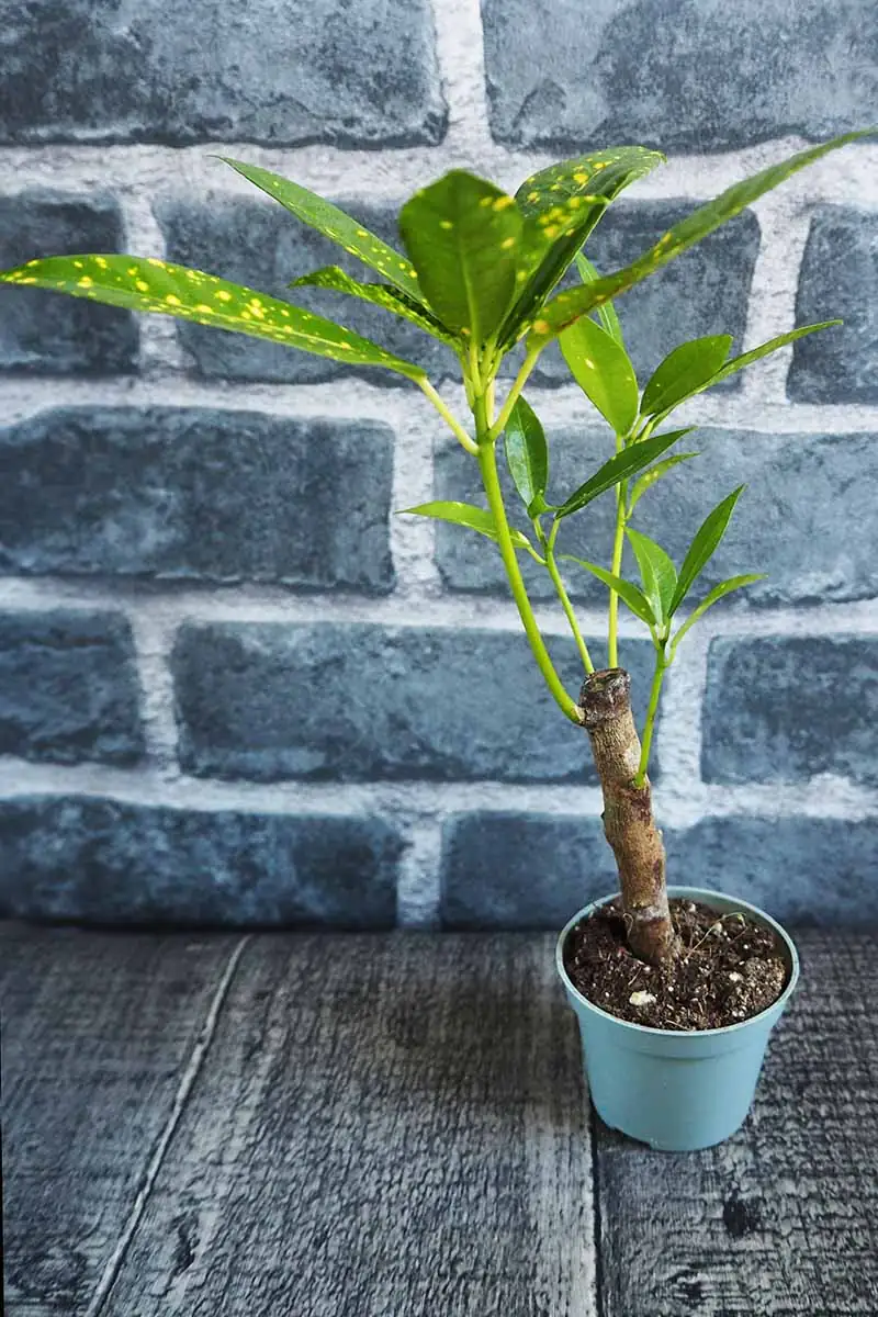 croton pruning with gloves