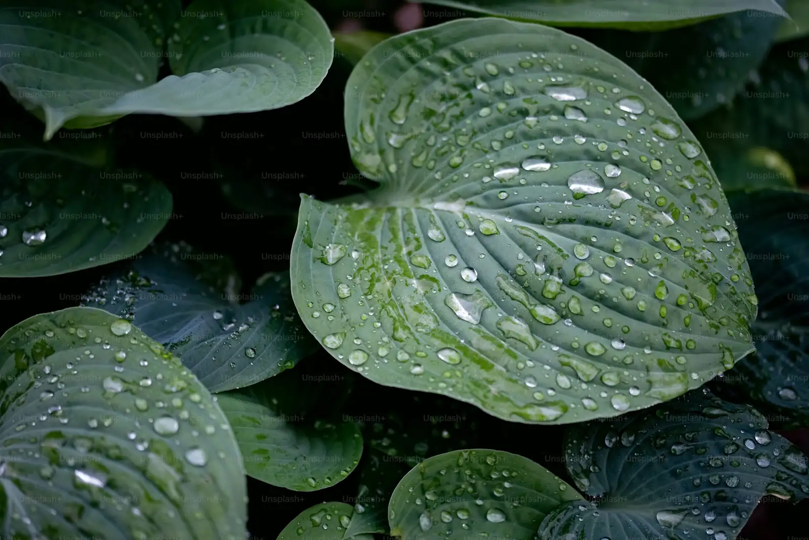 croton leaf wiping cloth