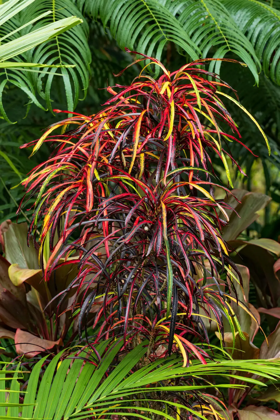 croton tropical forest edge