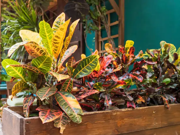 croton Victorian greenhouse display