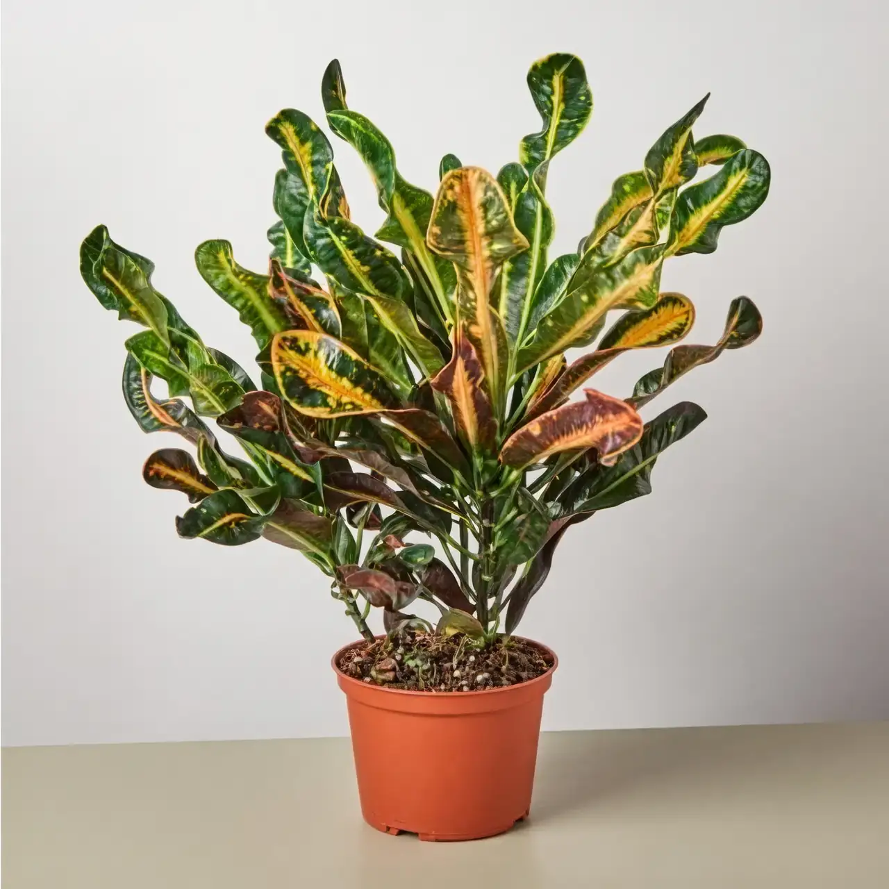 croton cultivars Petra Mammy lineup