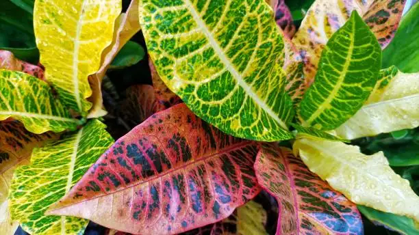croton trilobed leaf close up