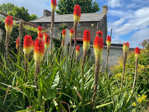 red hot poker full sun garden