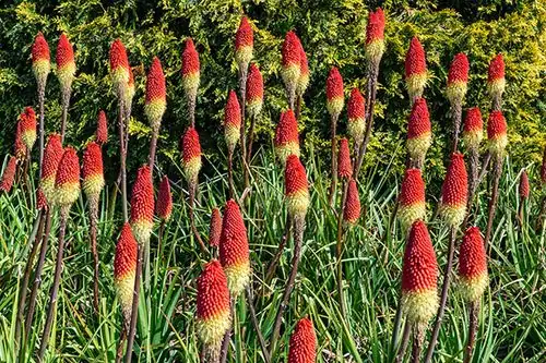 red hot poker watering can