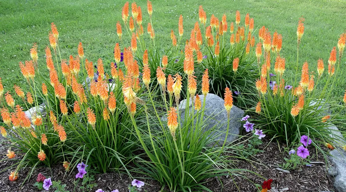 red hot poker mass planting border