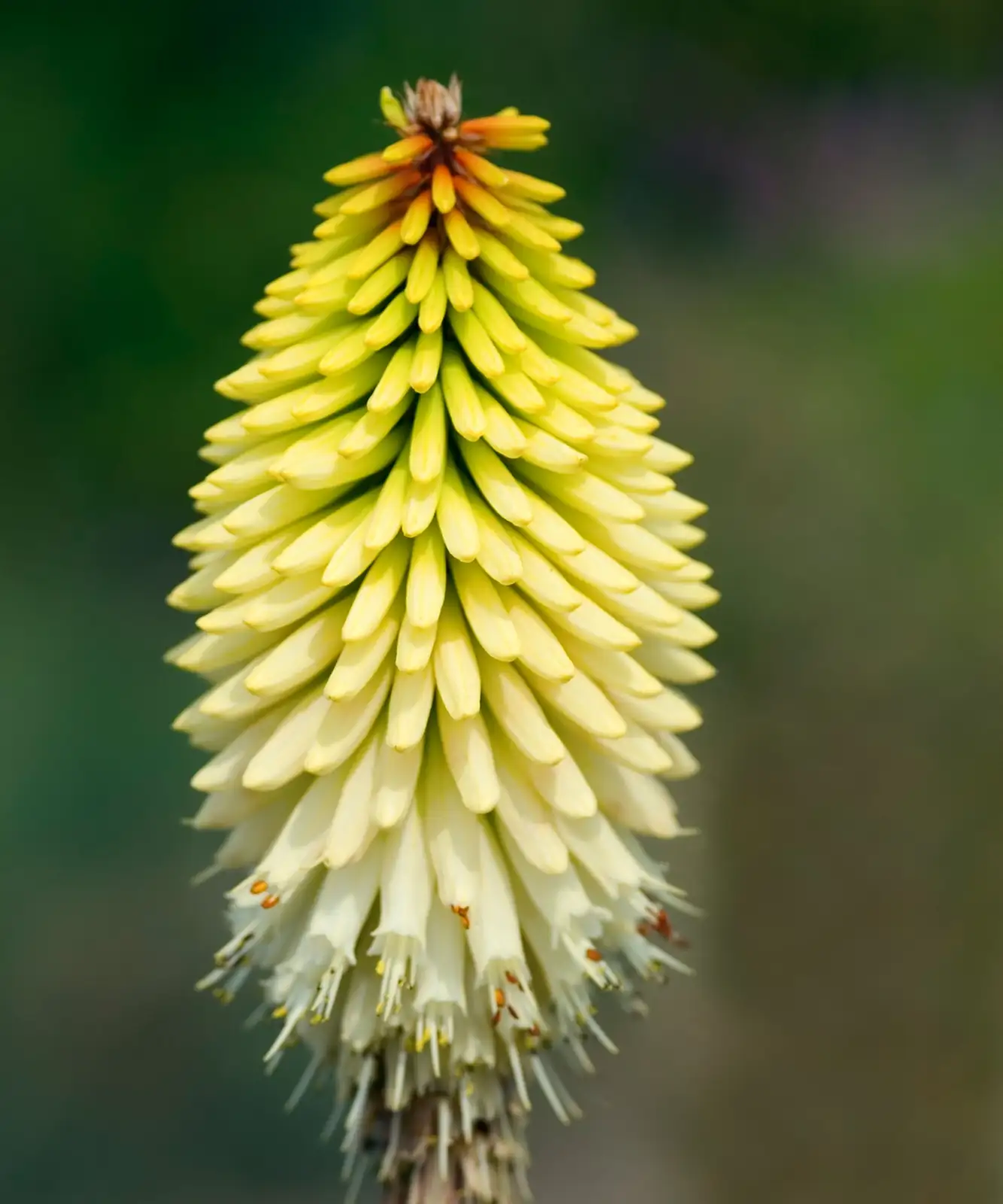 japanese beetle on red hot poker