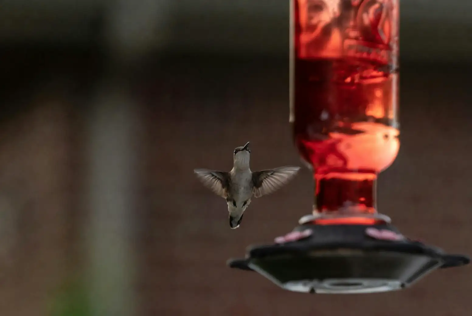 hummingbird feeding red hot poker
