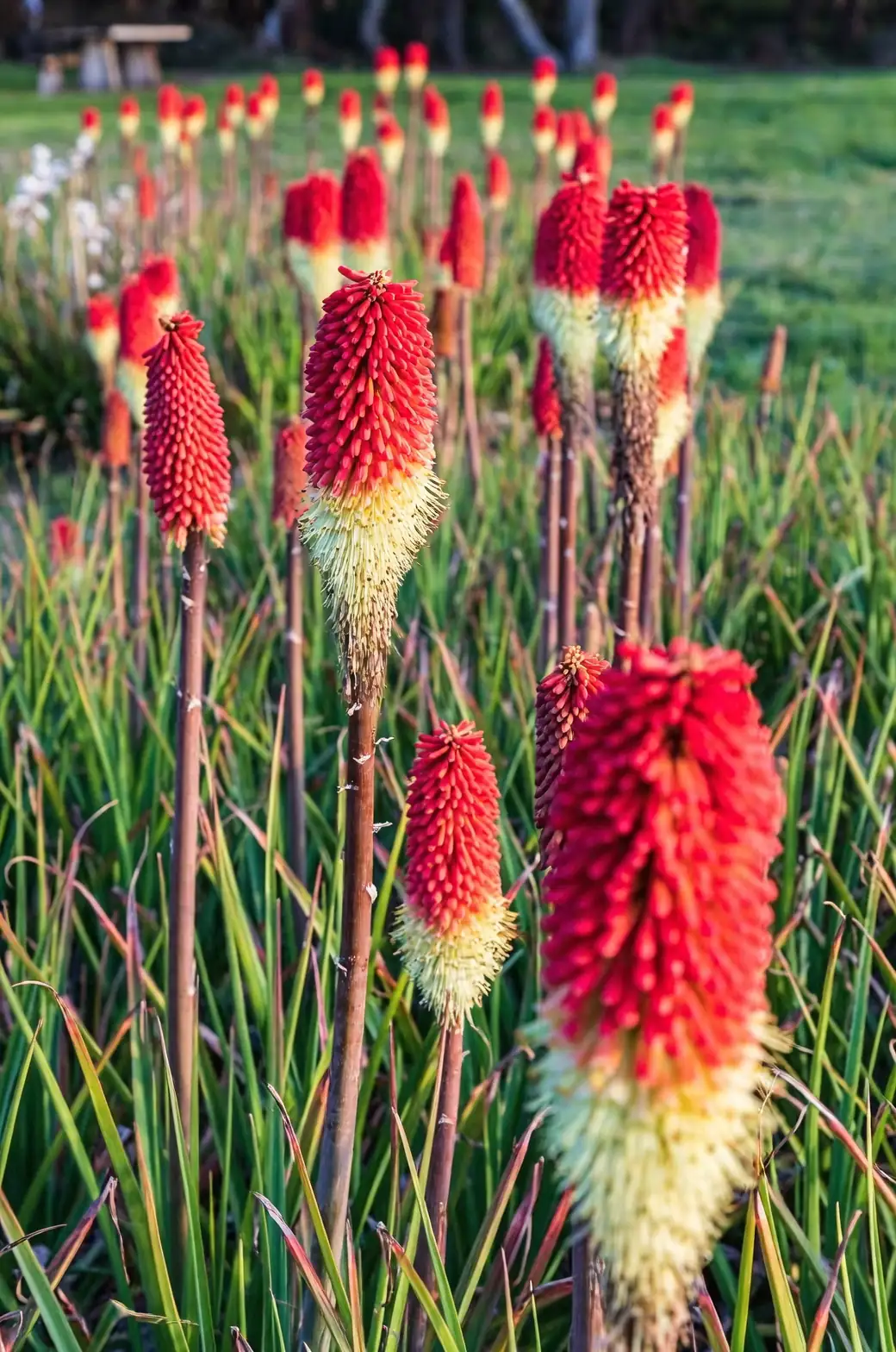 red hot poker with ornamental grasses