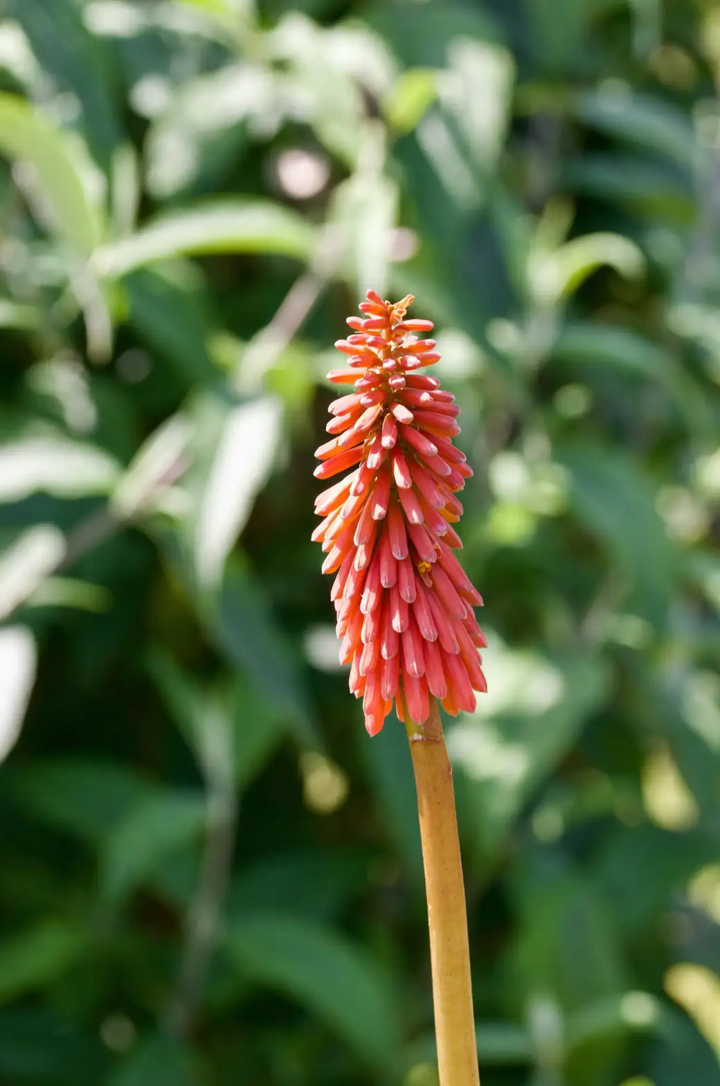 red hot poker bottom-up bloom close-up