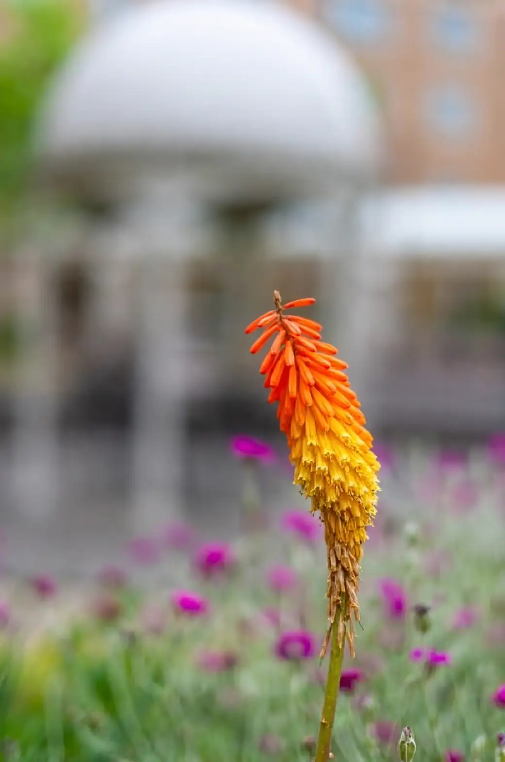 red hot poker color gradient