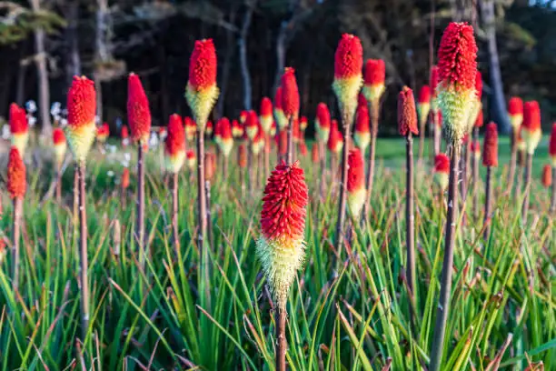 red hot poker garden border