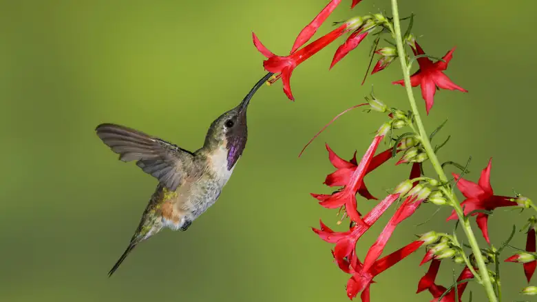red hot poker hummingbird feeding