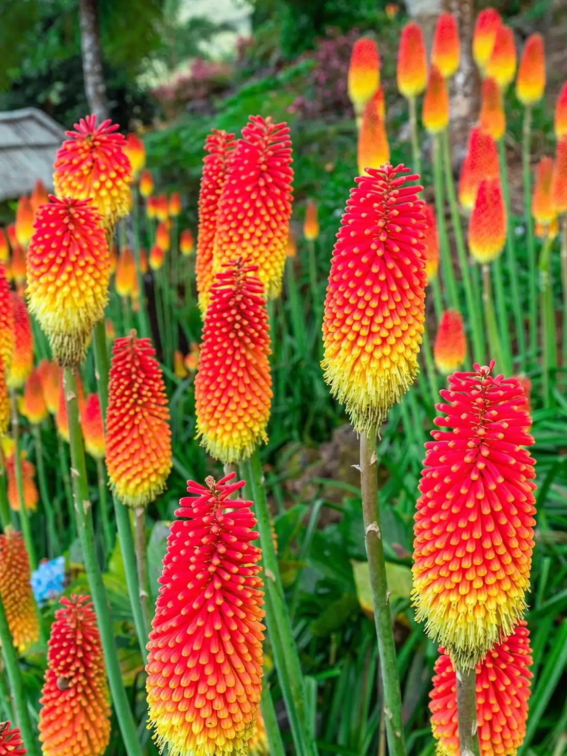 点亮前路的花语从何而来？火炬花的象征、起源脉络与现代仪式感