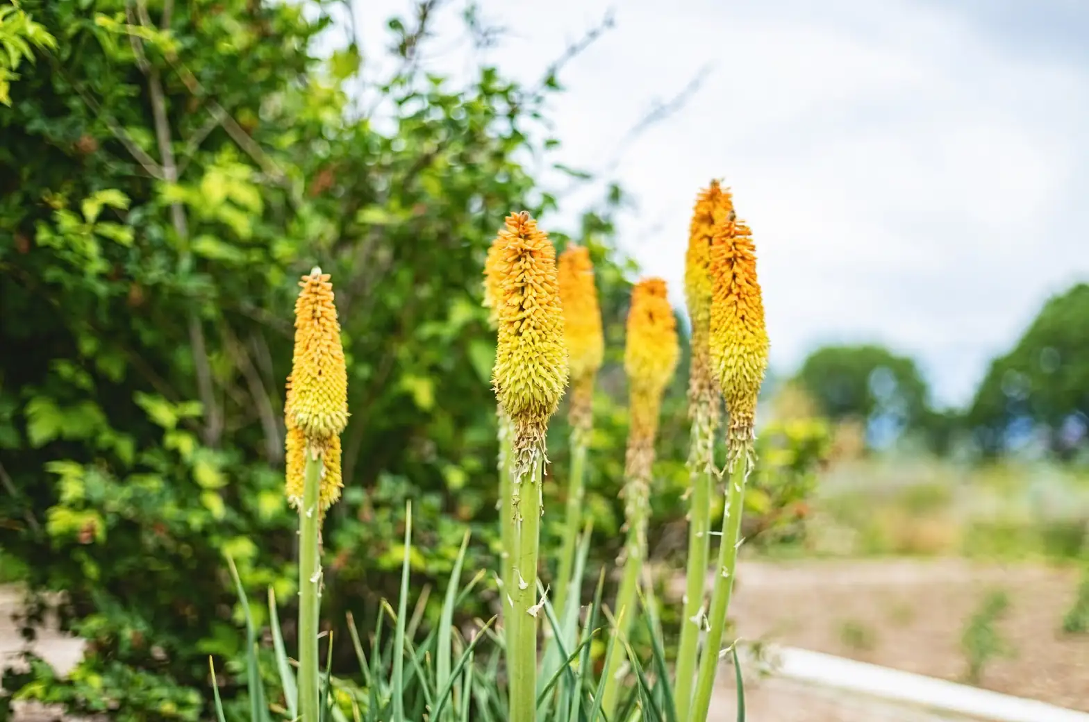 red hot poker park entrance border