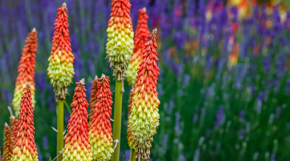 red hot poker bouquet in vase